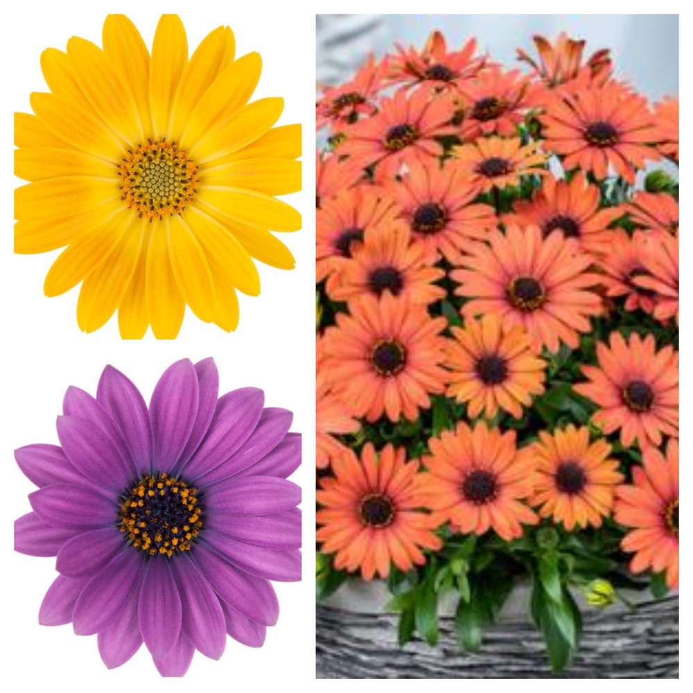 Eckloni kuldkakar ‘Dalina Compact’