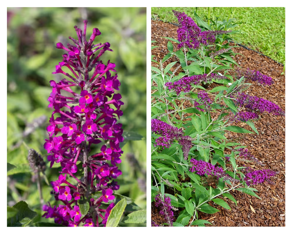 Davidi haldjamüts(budleia) Summer Bird ‘Magenta’, Buddleja davidii