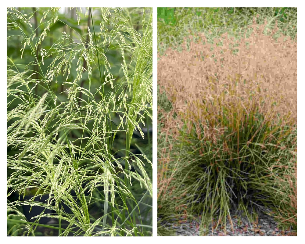 Luht-kastevars ‘Palava’P12