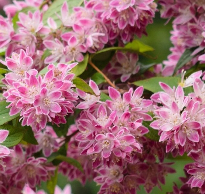 Aed-deutsia ’Strawbery Fields’, Deutzia x hybrida, C5 60-70 cm