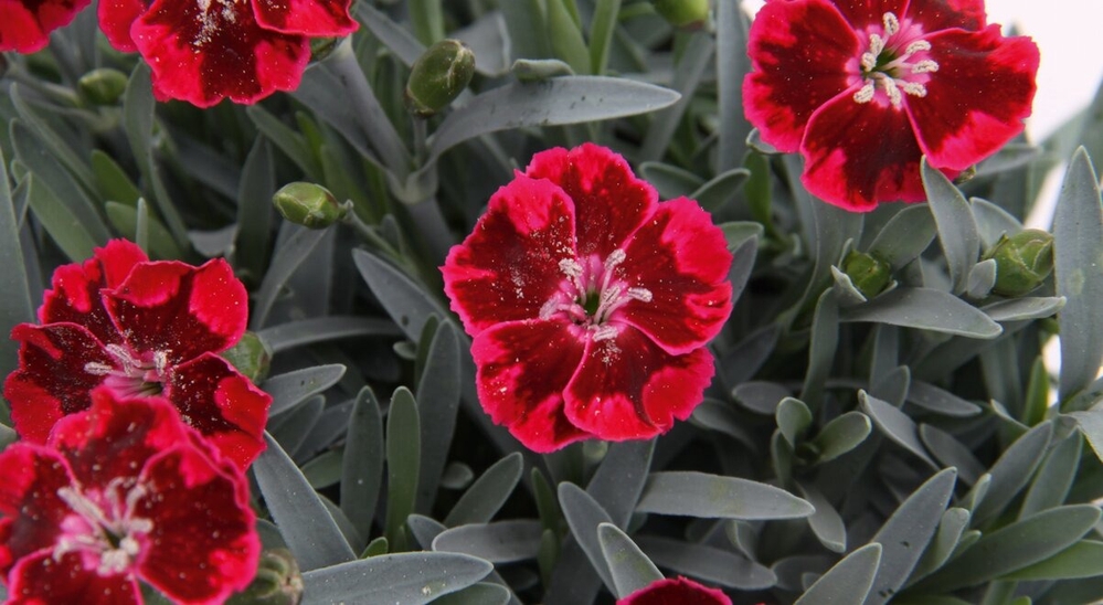 Aednelk ‘Diantica’