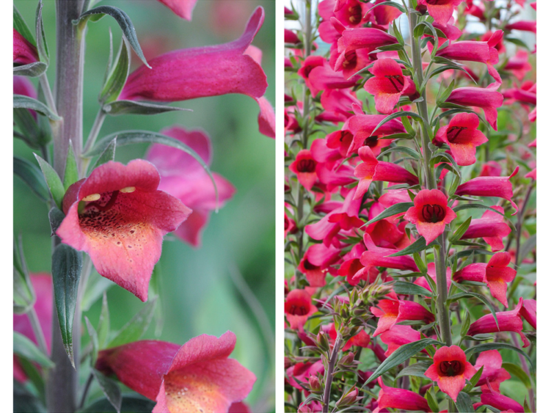 Digitalis-hybrida-Illumination-Cherry-Brand