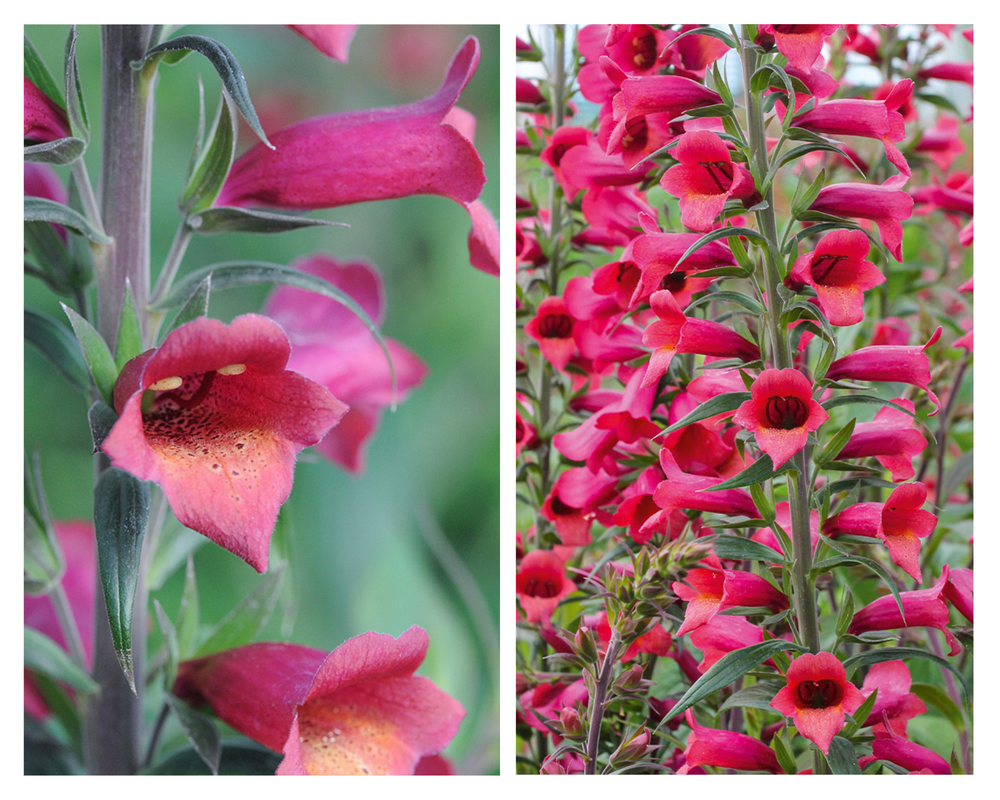 Sõrmkübaralill Illumination ‘Cherry Brandy’, Digitalis
