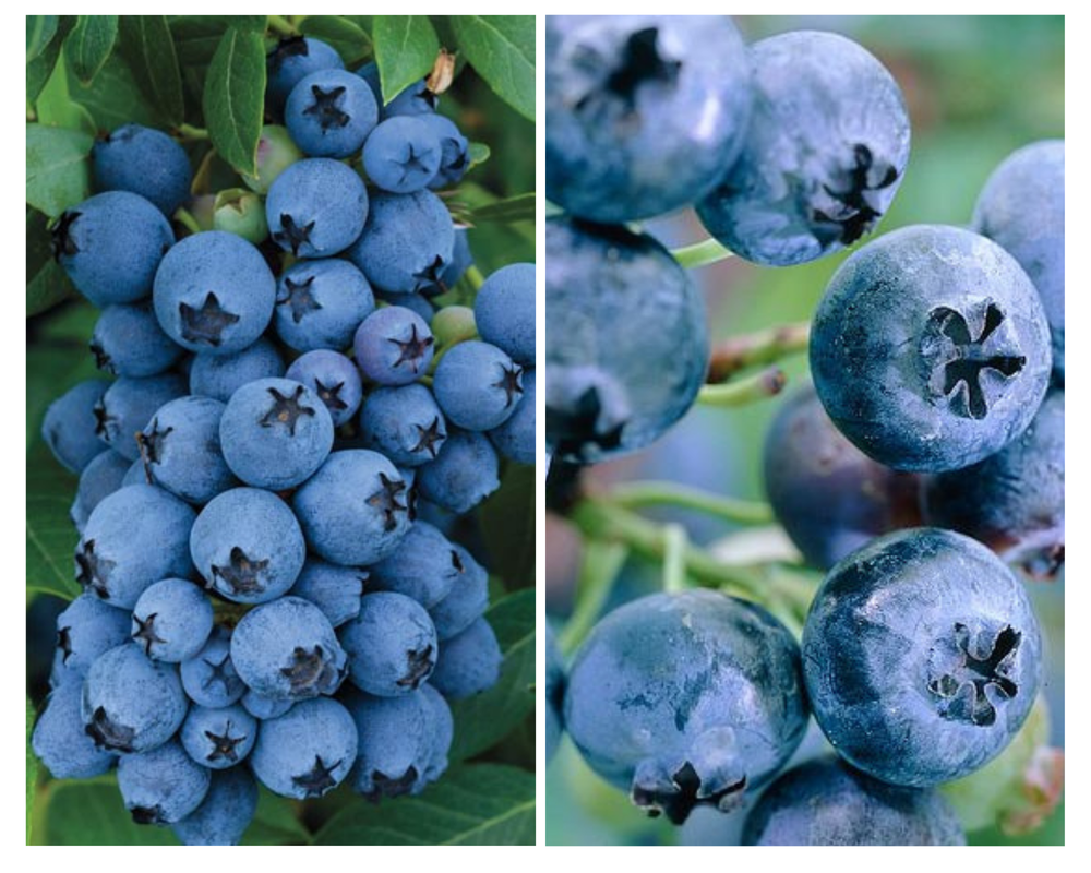 Kännasmustikas ‘Earliblue’, Vaccinium corymbosum, P19