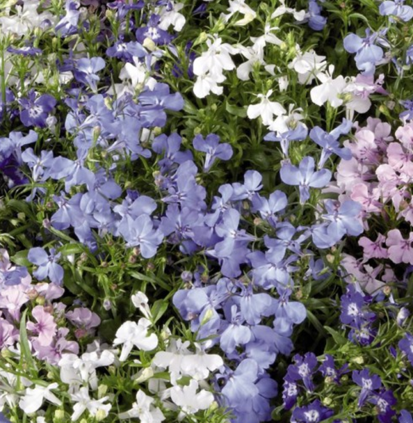 Sinilobeelia ‘Early Sky’