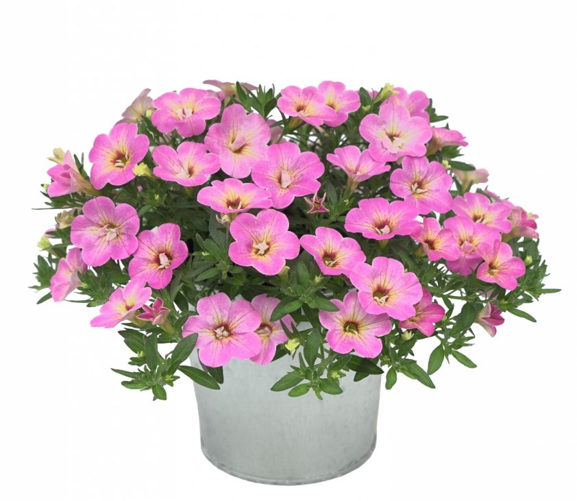 Aed-puispetuunia ‘MiniFamous’ ‘Neo Fancy Francy’