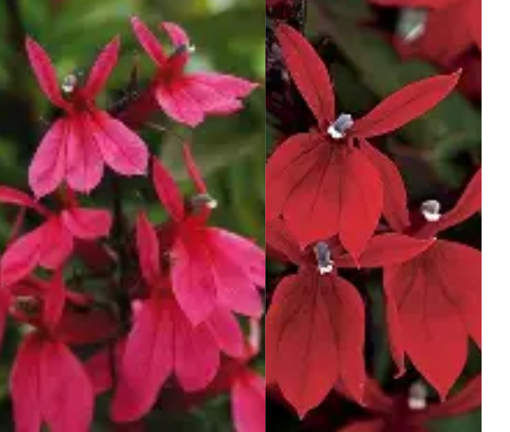 Eriline lobeelia ‘Fanship’