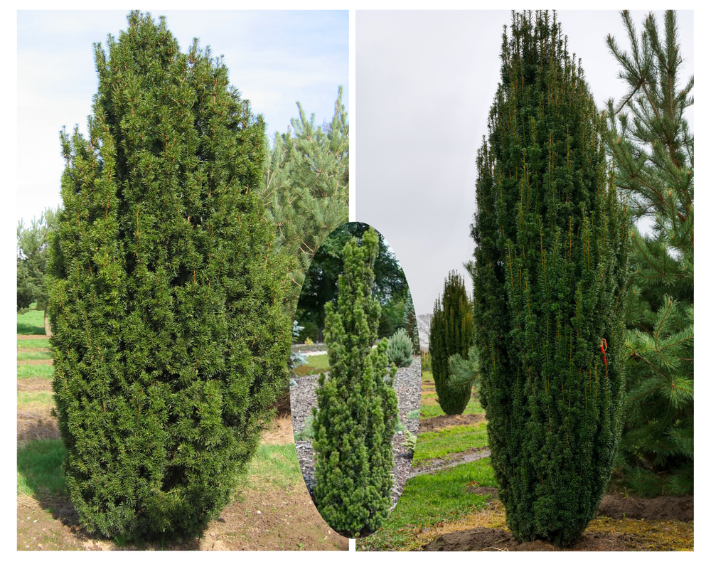 Harilik jugapuu  ‘Fastigiata’