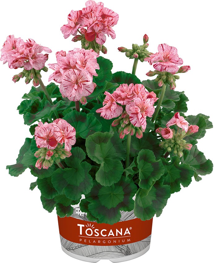 Viirpelargoon ’Flic Flac Violet Nova’