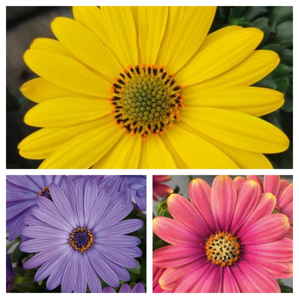 Ecloni kuldkakar ‘FlowerPower’