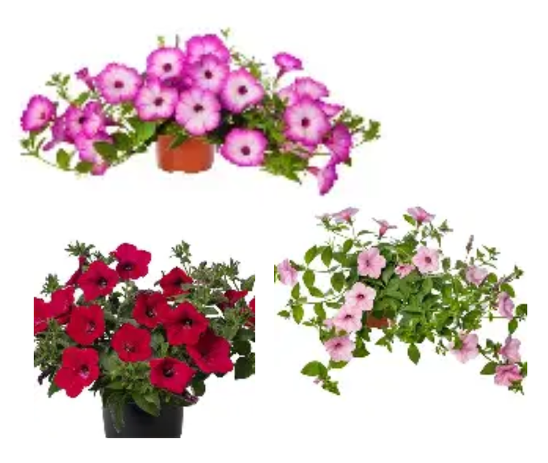 Ripp-petuunia ‘LTD Garden Supreme’