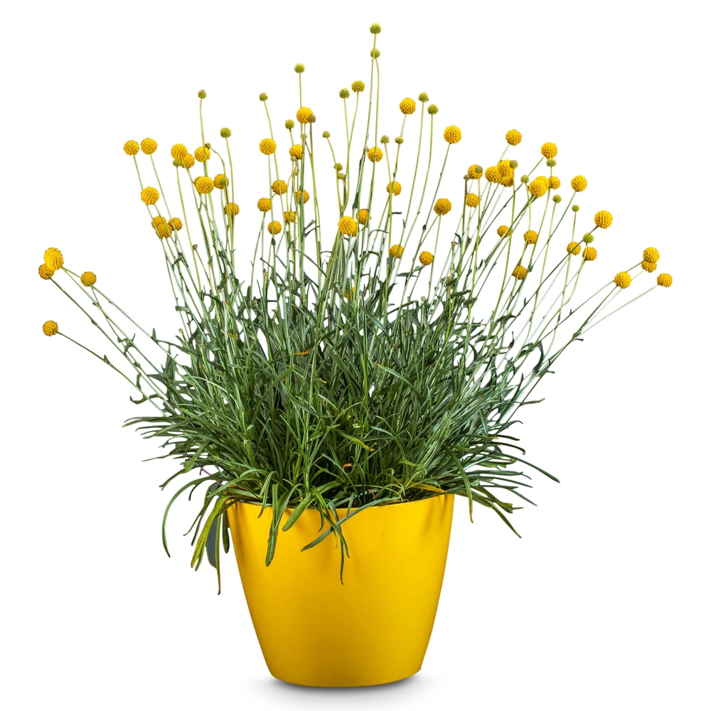 Kerajas varblill ‘Golf Beauty’