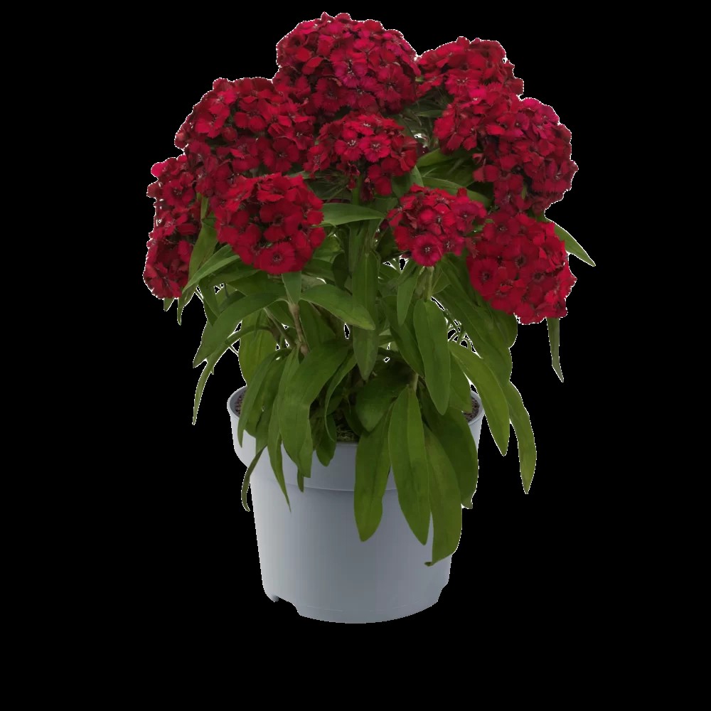 Habenelk`Dart Raspberry`