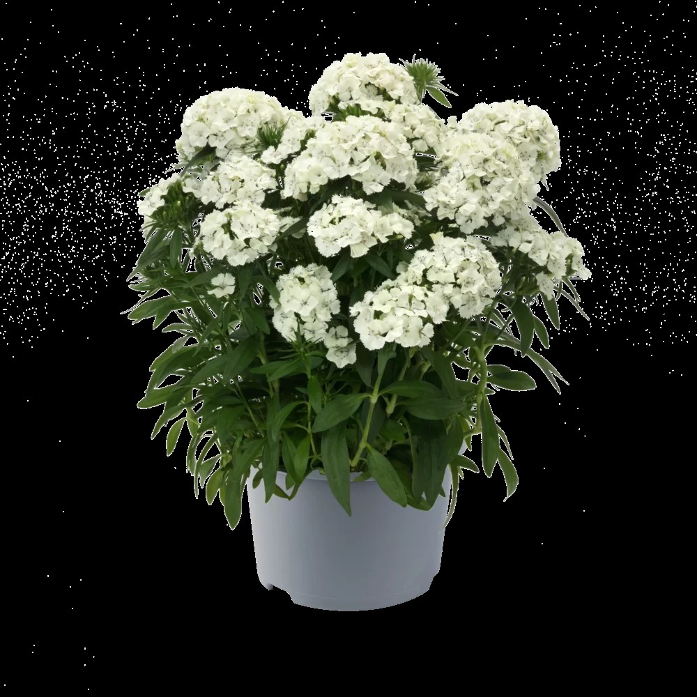 Habenelk`Dart White`