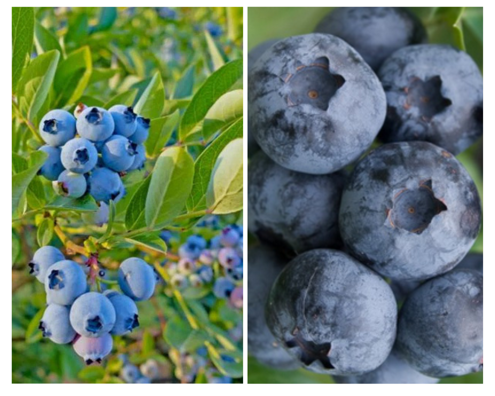 Kännasmustikas ‘Hannah’s Choice’