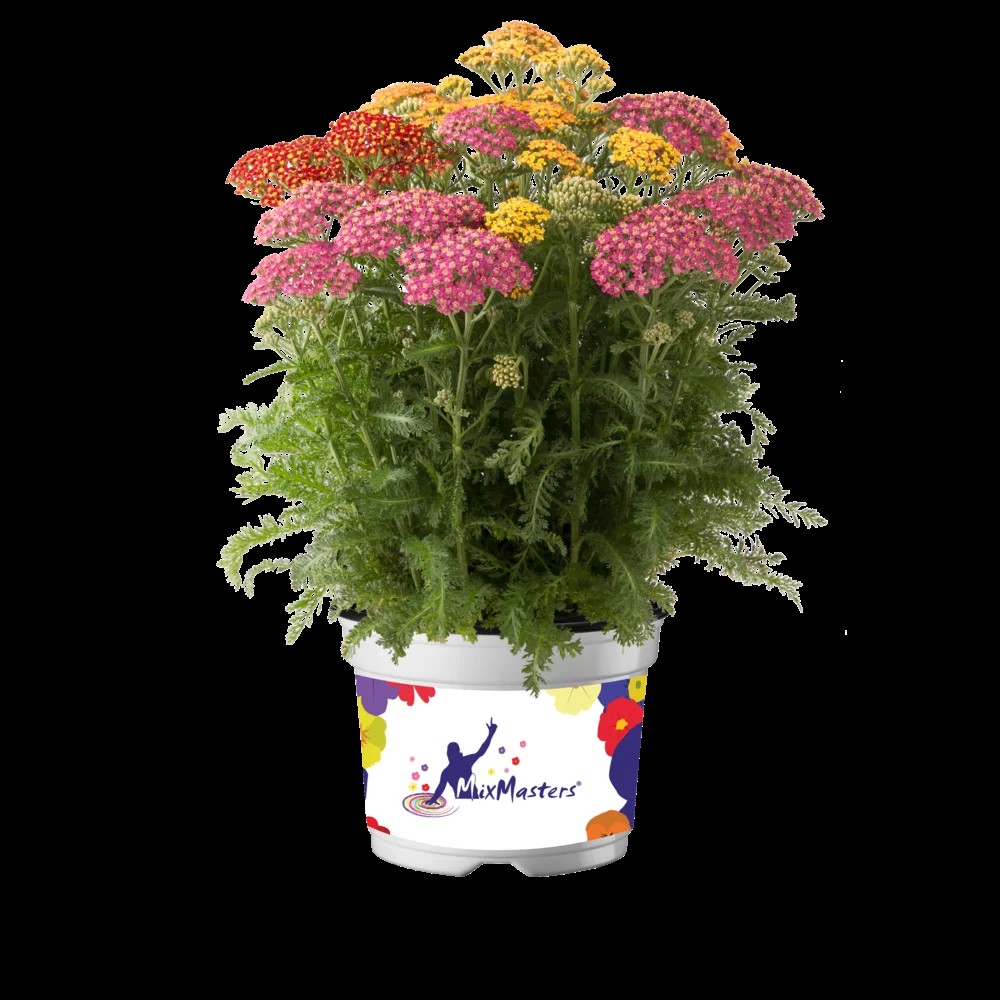 Harilik raudrohi`Milly Rock Mixmasters Dance`