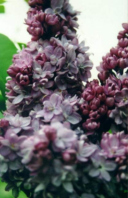 Harilik sirel ‘Michel Buchner’