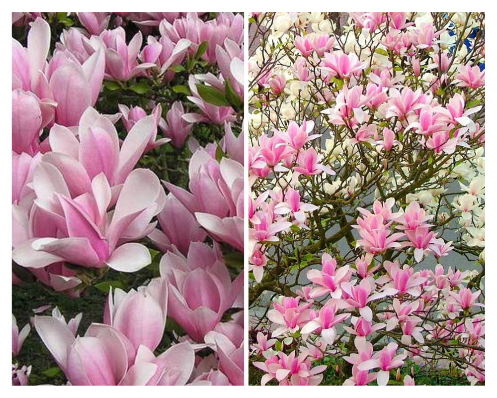 Soulange’i magnoolia ‘Heaven Scent’ , Magnolia ×soulangeana, C7,5