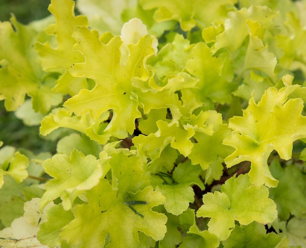 Helmikpööris ’Lime Marmalade’