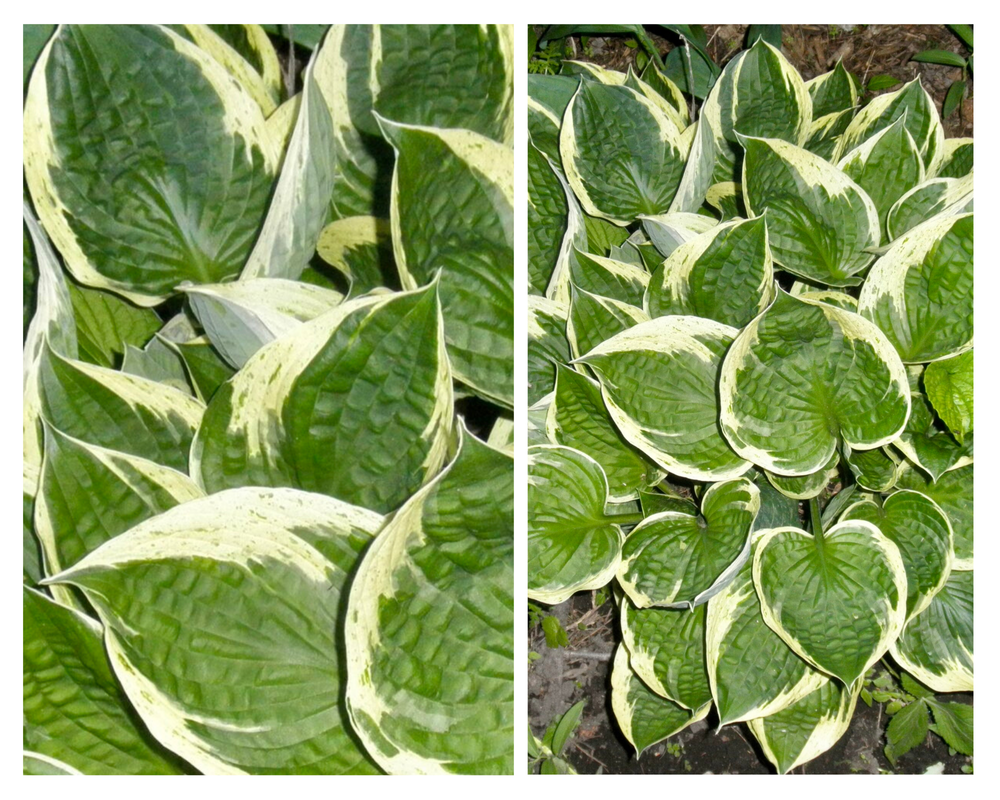 Hosta ‘Independence’