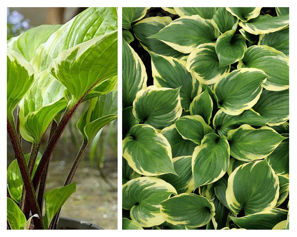 Hosta ‘Sorbet’