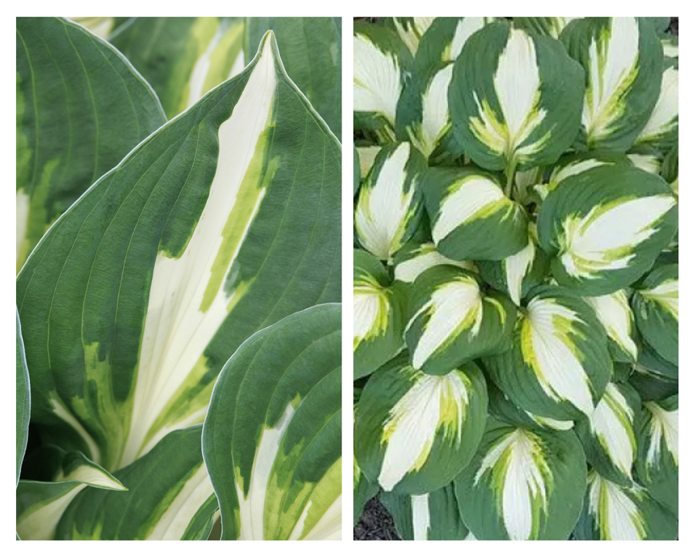 Hosta ‘Vulcan’