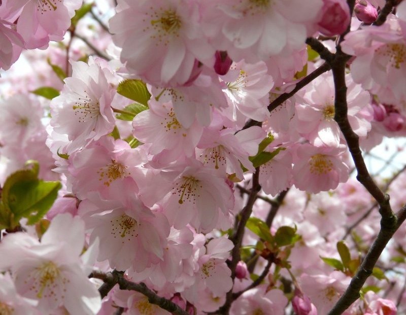 Ilukirss ‘Accolade’