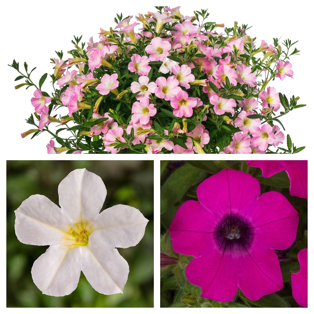 Ripp-petuunia ‘Itsy’