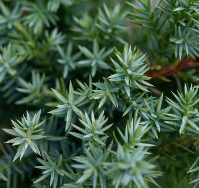 Hiina kadakas ‘Blue Alps’, Juniperus chinensis, C3