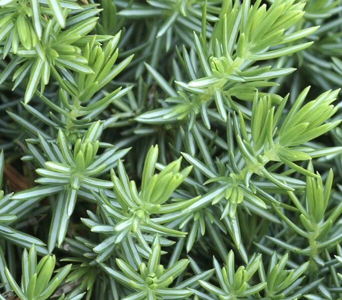 Juniperus-conferta-Blue-Pacific-2