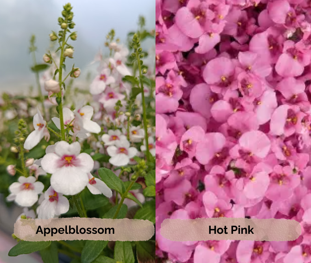 Kaksikkannus ‘Piccadilly’