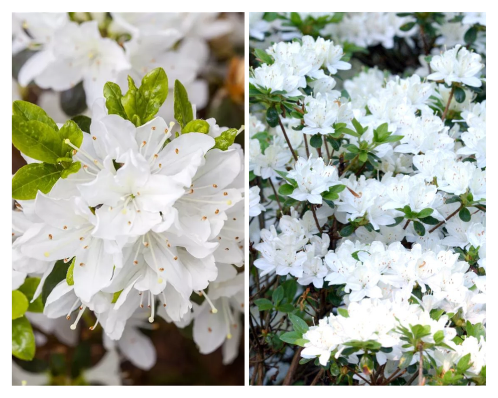 Rodo  ‘Kermesina Album”, Rhododendron japonicum , C2
