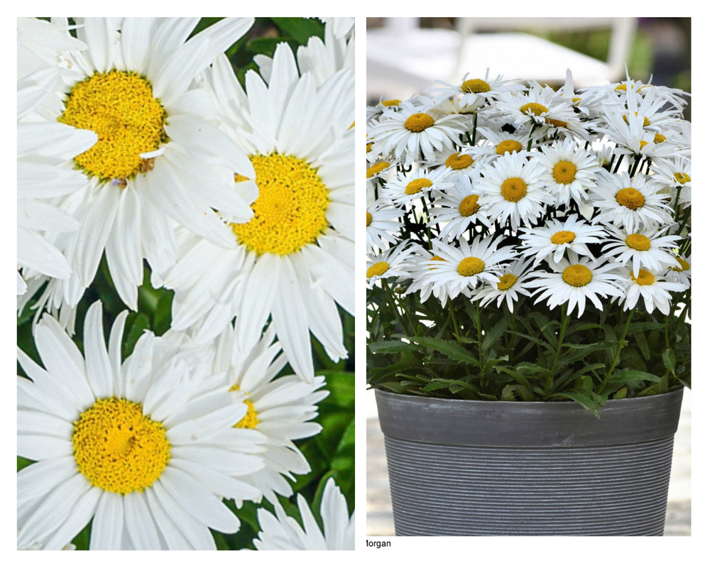 Suur härjasilm ‘Madonna’, Leucanthemum maximum