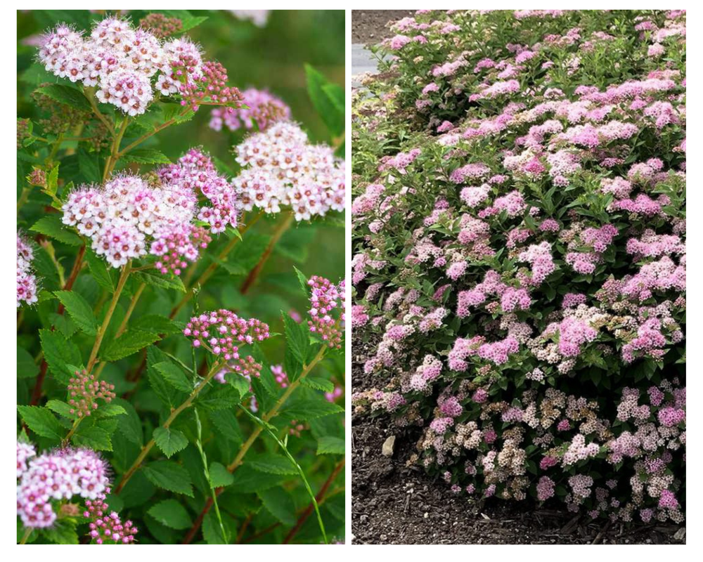 Jaapani enelas ‘Little Princess’, Spiraea japonica, C2