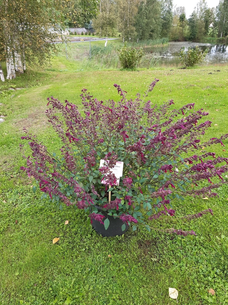 Hübriidsalvei ‘Love and Wishes’