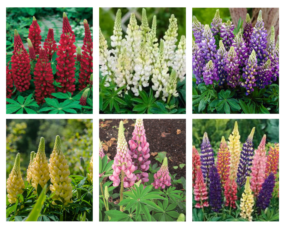 Hulgalehine lupiin ‘Legendary Mix’, Lupinus polyphyllus