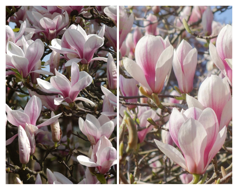 Soulange’i magnoolia , Magnolia ×soulangeana, C7,5
