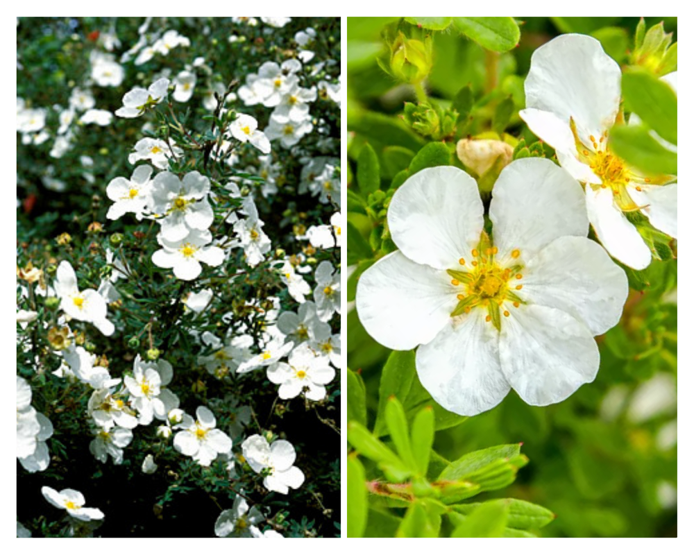 Põõsasmaran  ‘Manchu’, Potentilla fruticosa