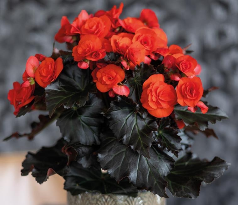 Roosbegoonia ‘Mocca Orange’