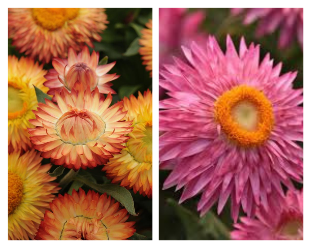 Harilik õlelill Mohave