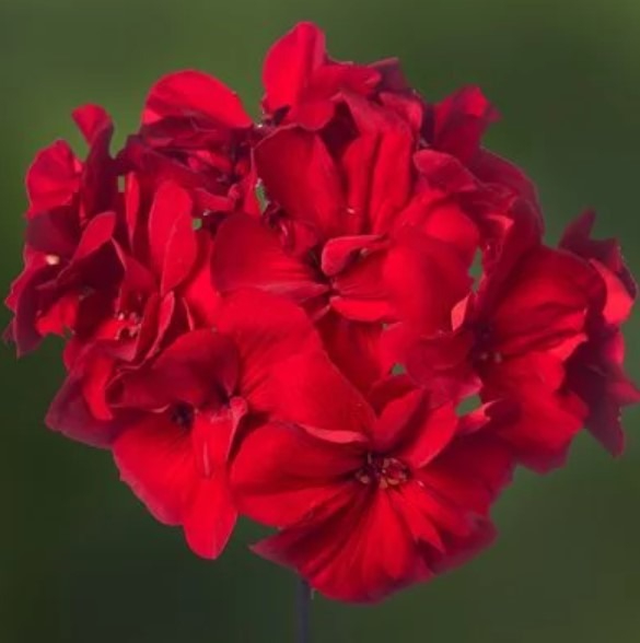 Liikidevaheline pelargoon