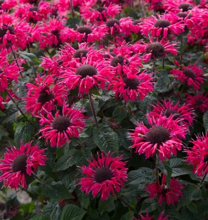 Monarda-Bee-You-Bee-Happy
