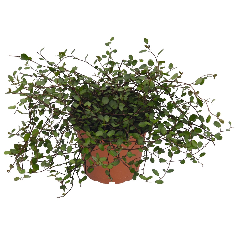 Põim-ronitatar ‘Green’