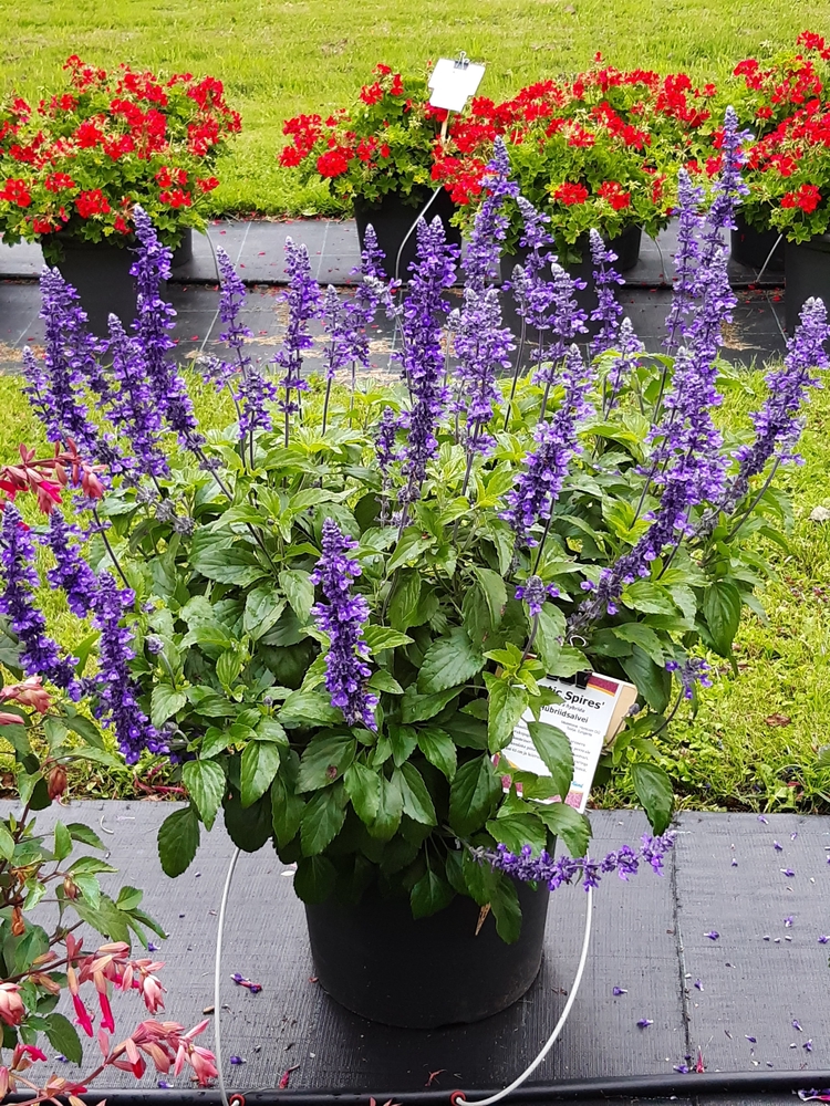 Hübriidsalvei ‘Mystic Spires’