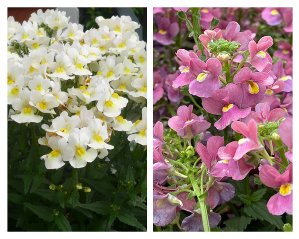 Nemeesia ‘Nuvo®’