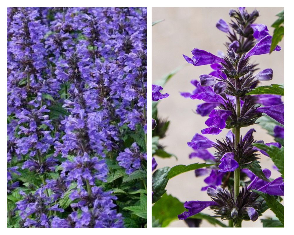 Naistenõges ’Neptune’ P13