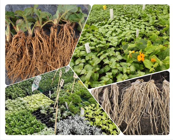 Noortaimed, risoomid, sibulad