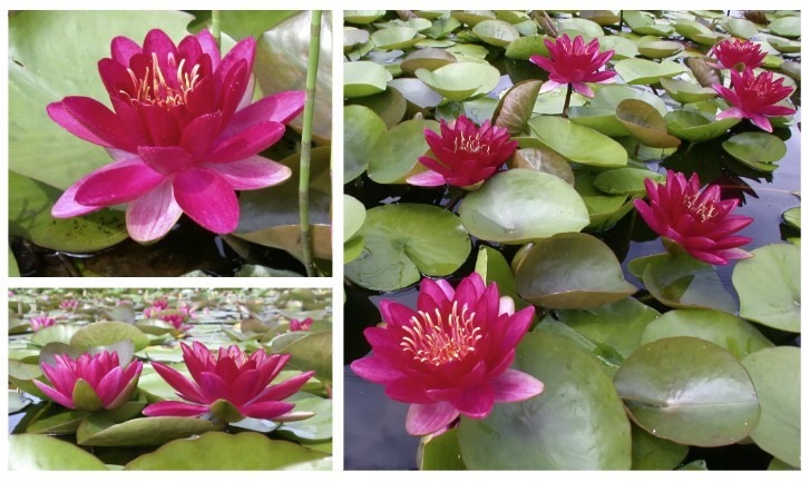 Nymphaea-Burgundy-Princess