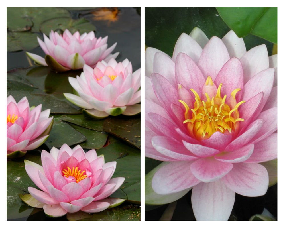Vesiroos ‘Hollandia’, Nymphaea