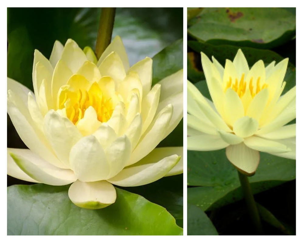 Vesiroos ‘Yellow Sensation’, Nymphaea